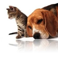 Beagle et Chat VETDOM