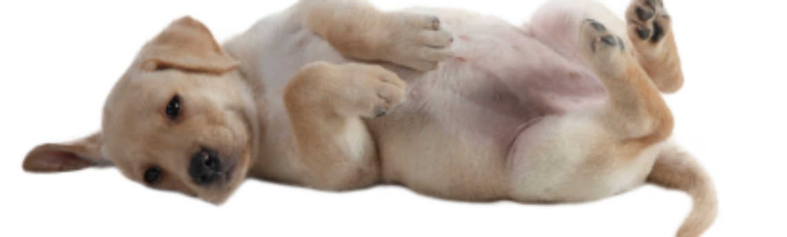 Tout savoir sur le chien Labrador