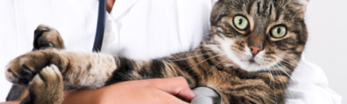 Tout savoir sur la leucose chez le chat