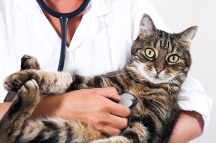 Tout Savoir Sur La Leucose Chez Le Chat Vetdom