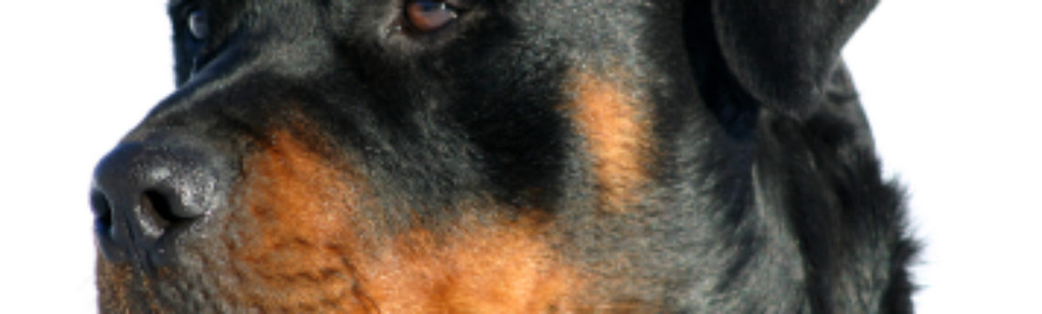 Tout savoir sur le chien Rottweiler