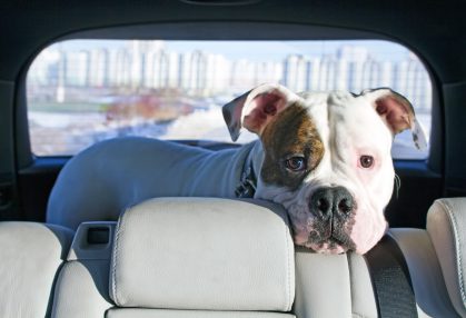 Chien Coup de Chaleur