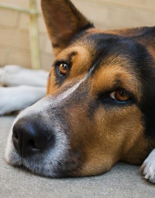 Chien Malade Vétérinaire Narbonne