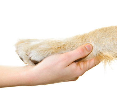 Assurance santé chien chat VETDOM vétérinaire Narbonne