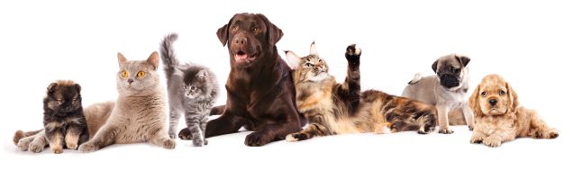 Group of cats and dogs in front of white background