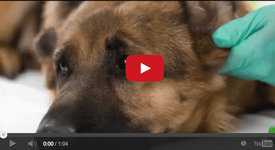Lien video YouTube VETDOM Vétérinaire Narbonne
