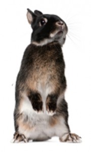 veterinaire_lapin_narbonne_vetdom