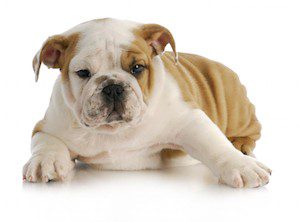 bulldog puppy