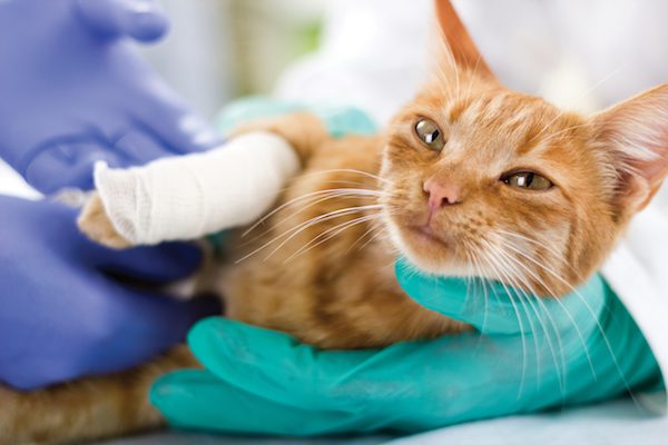 La Peritonite Infectieuse Feline Pif Vetdom