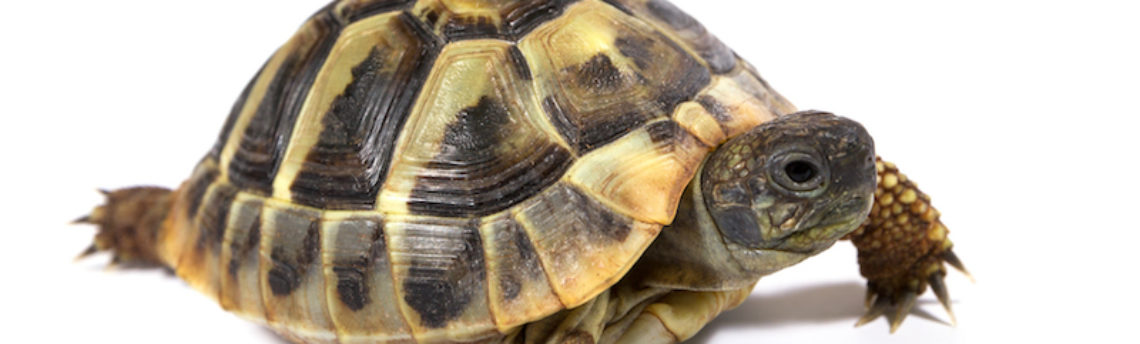 Faut-il faire hiberner sa tortue ?