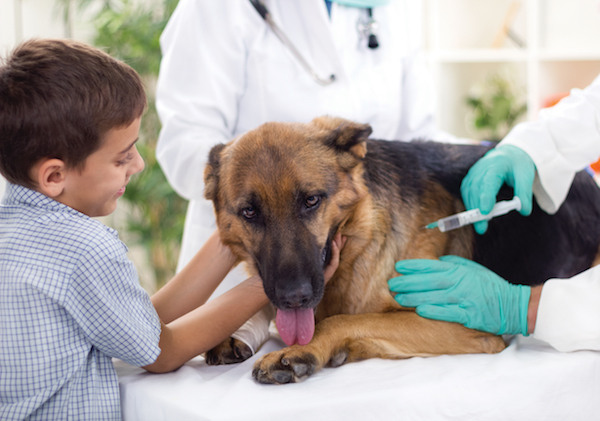 Consultation vaccinale annuelle VETDOM vétérinaire à Narbonne