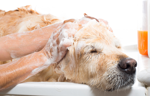 Faut il laver son chien ?