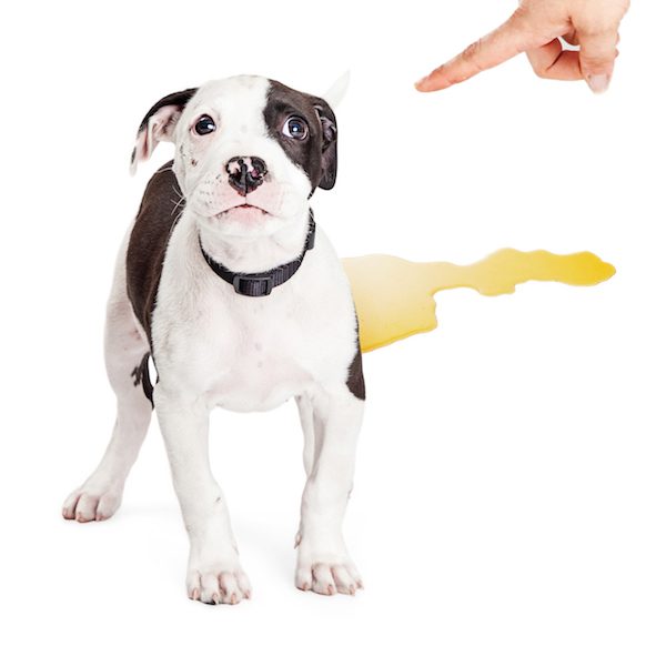 Conseils sur la propreté du chiot. Vetdom Vétérinaire à Narbonne.