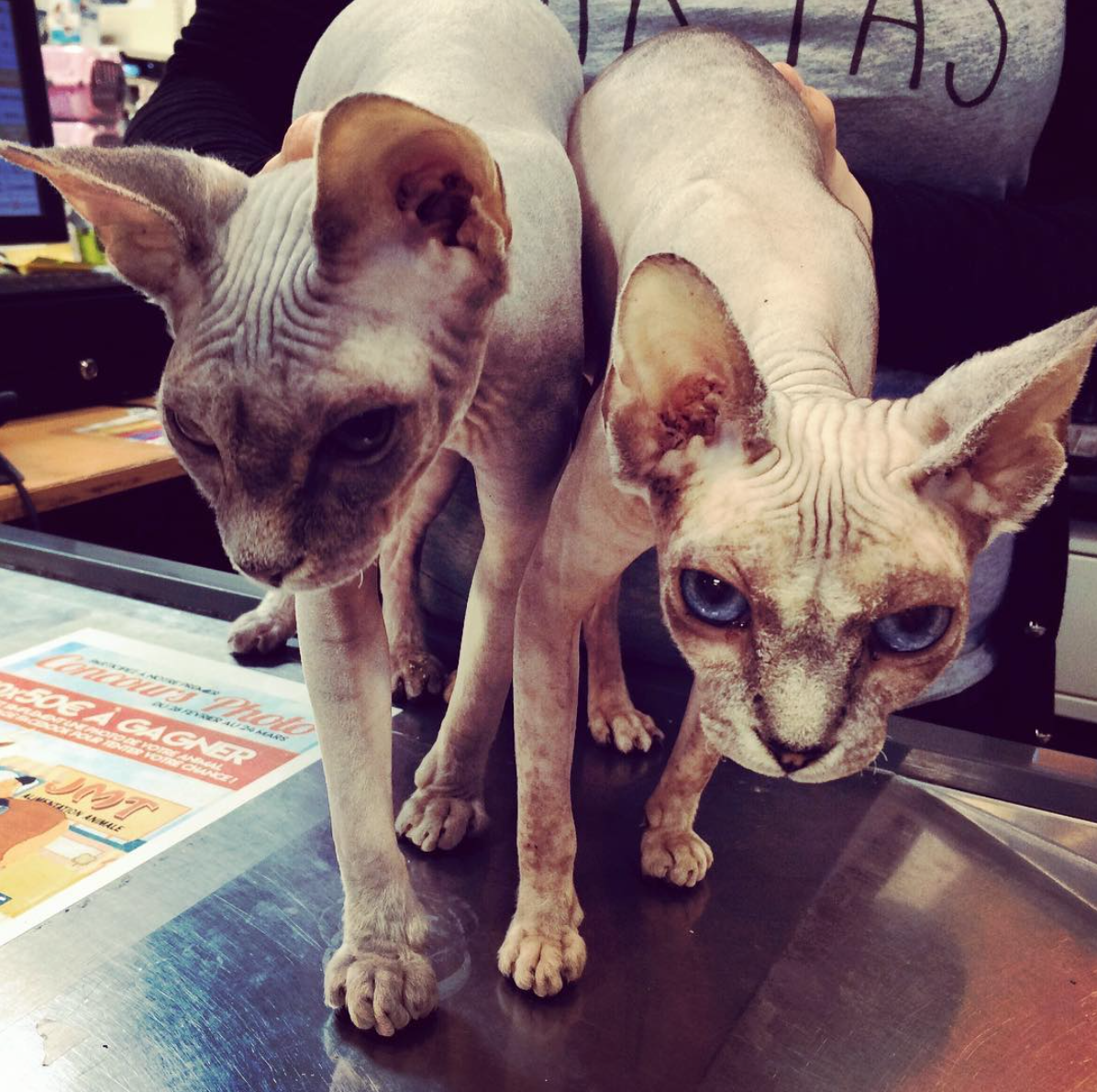 Sphynx chat elevage felin a vendre