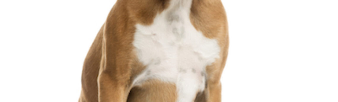 Tout savoir sur le chien boxer