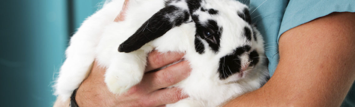 J’ai un lapin à la maison: faut-il le vacciner ?