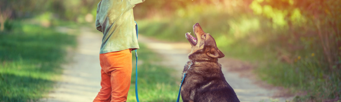 Apprendre le rappel à son chien