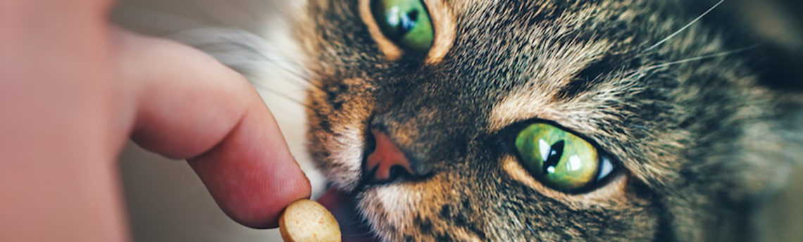 Comment administrer un traitement à son chat ?