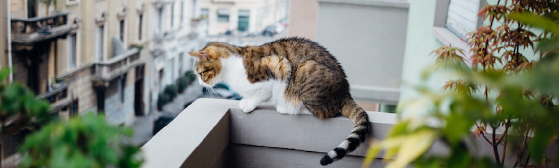 Mon chat n’a que le balcon pour sortir: comment s’organiser ?