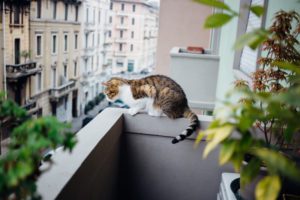 Mon chat n'a que le balcon pour sortir ? Comment s'organiser ?