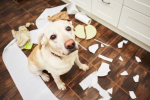 Mon chien détruit tout quand je le laisse seul. VETDOM Vétérinaires Narbonne