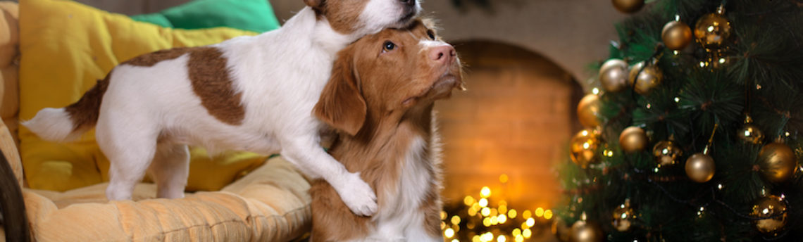 Noël et jour de l’An pour nos chiens et chats