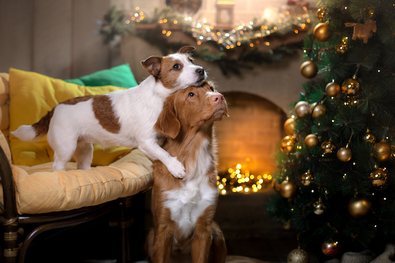 Noël et jour de l’An pour nos chiens et chats
