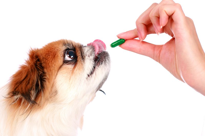 Compléments alimentaires pour chien et chats. Vetdom, vétérinaires à domicile à Narbonne.