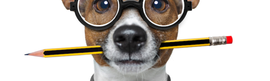 Les chiens sont-ils intelligents ?