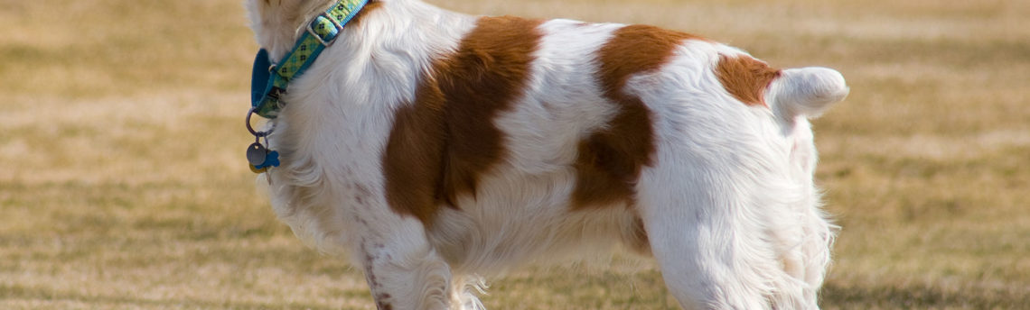 Le chien épagneul breton