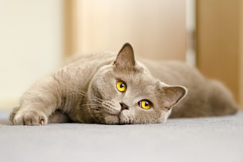 Chat calculs urinaires Vetdom Vétérinaire Narbonne.