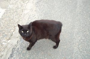 Tout Savoir Sur La Race De Chat De Manx Vetdom Tout Savoir Sur La Race De Chat De Manx Vetdom