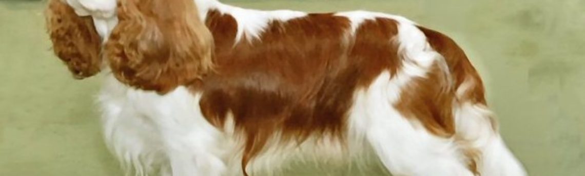 Tout savoir surle Cavalier King Charles