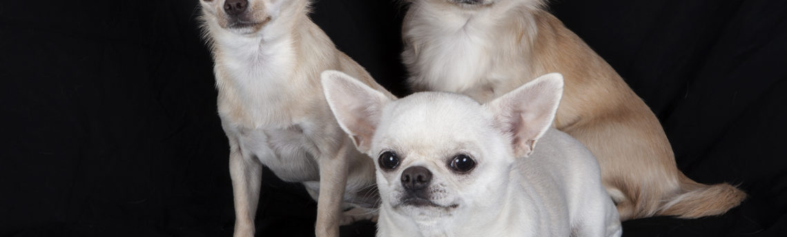 Tout savoir sur le Chihuahua