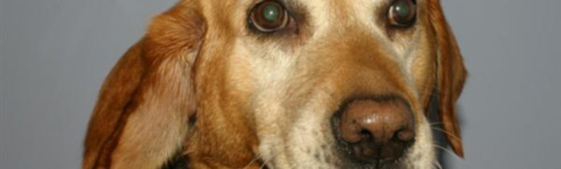 Mon chien a un othématome : que faire ?