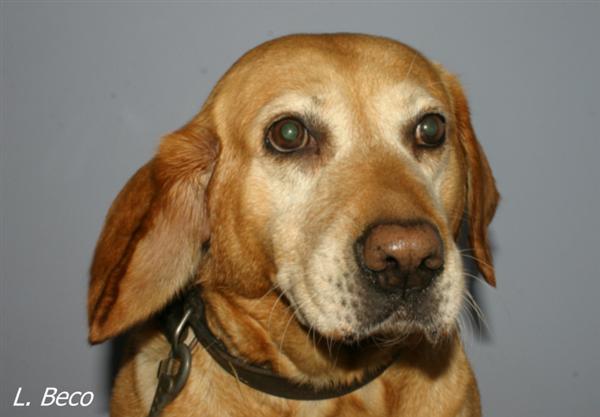 Mon chien a un othématome : que faire ? - Vétérinaire Narbonne ..., image size:600x417