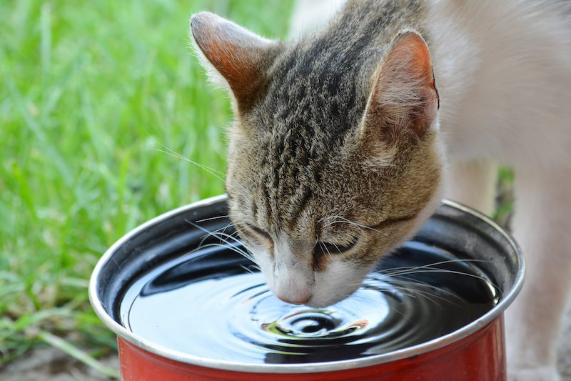 Mon Chat Boit Beaucoup Dois Je M Inquieter Vetdom