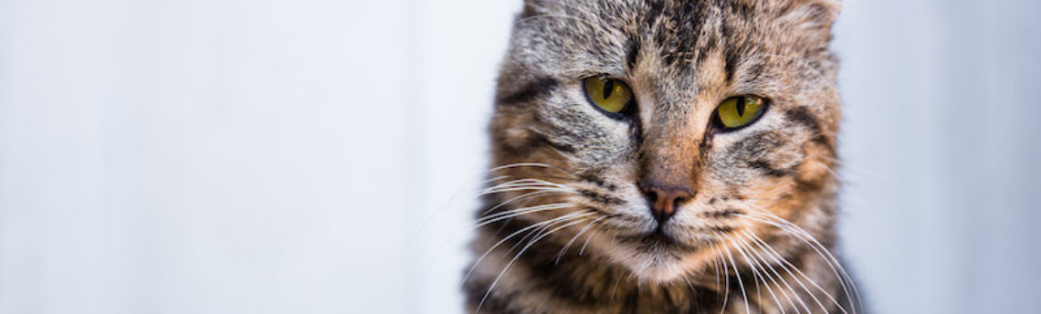 L’hypertension artérielle chez le chat.