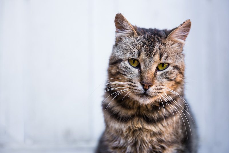 Tout Savoir Sur L Hyperthyroidie Feline Vetdom