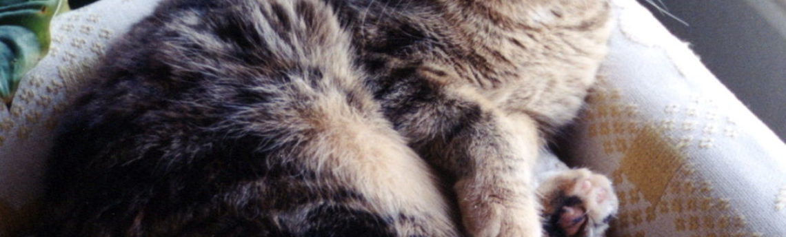 Tout savoir sur le chat Scottish Fold