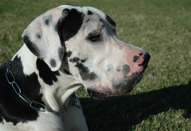 Tout Savoir Sur Le Chien Dogue Allemand Vetdom