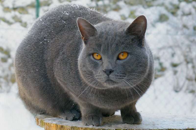 Chat Chartreux