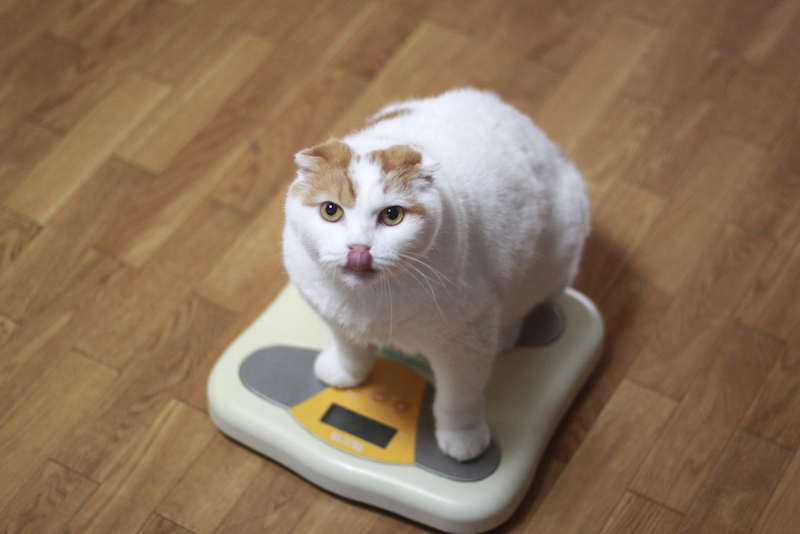 Chat controler le poids