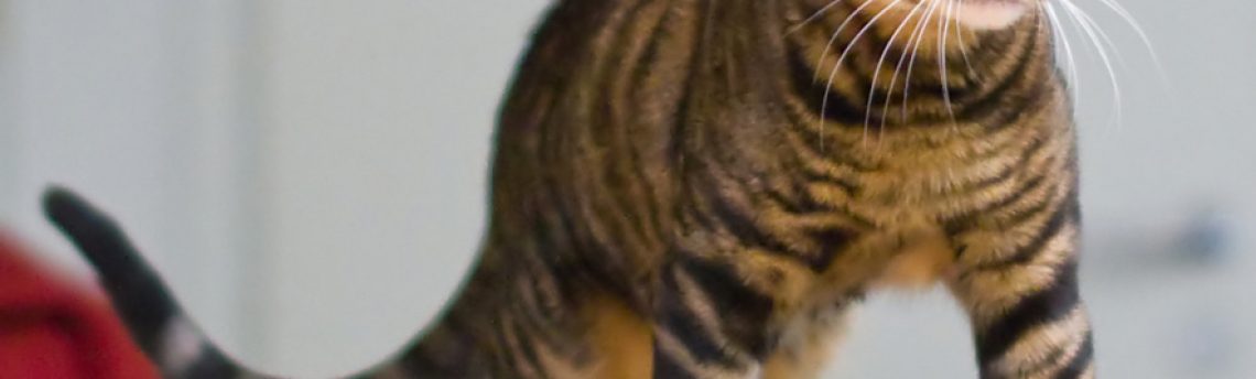 Tout savoir sur le chat Toyger