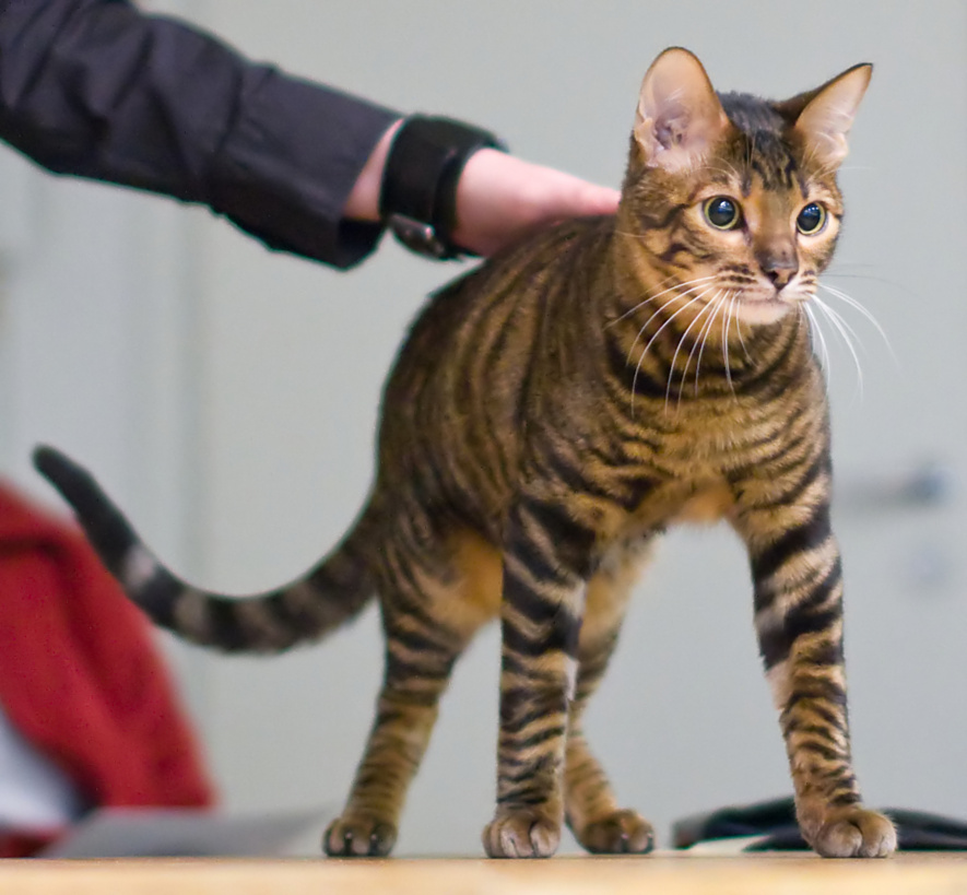 Chat Toyger