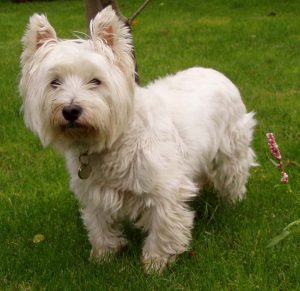 West_Highland_White_Terrier