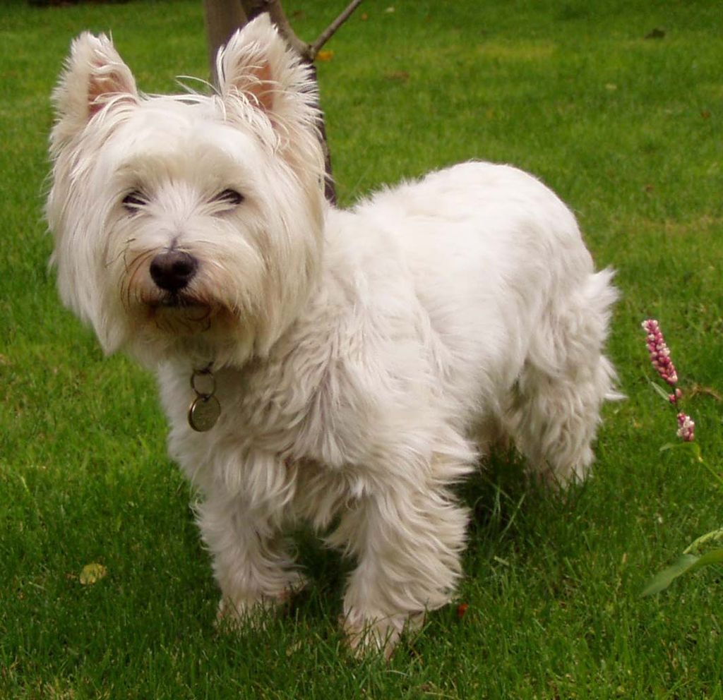 West_Highland_White_Terrier