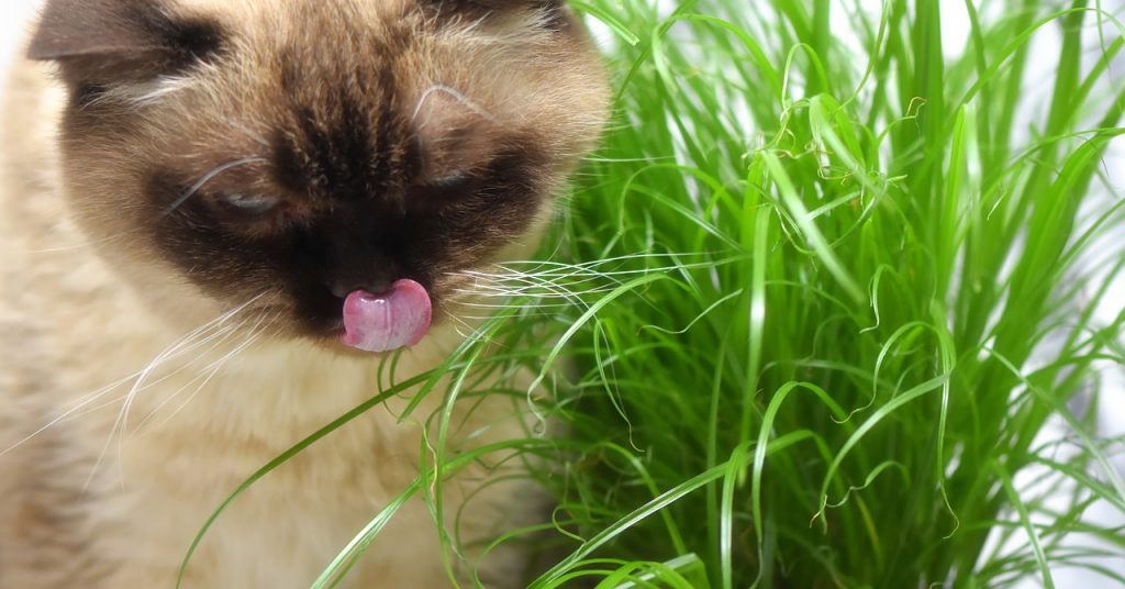 Herbe à chat