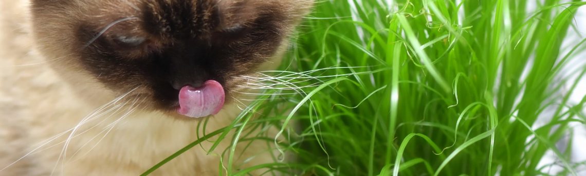 Faut-il donner de l’herbe à chat à son chat ?