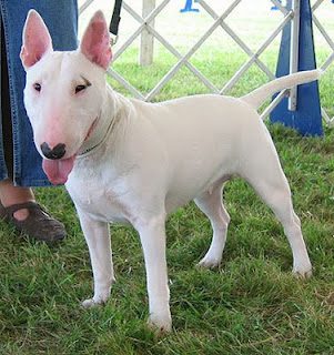 Bull Terrier